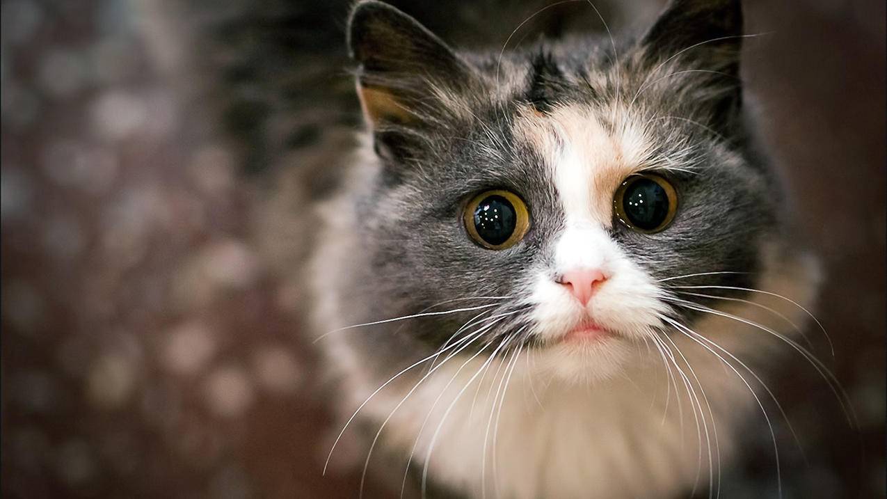 猪猪点赞软件 - 小红书粉丝点赞刷赞在线墨言最低价-手机小红书粉丝点赞刷赞软件1.3-刷抖音点赞和评论平台