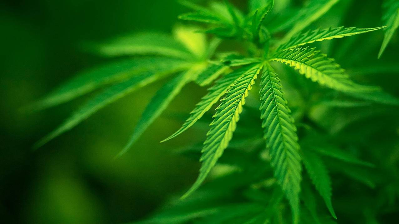全网最低价免费自助下单台-刷赞抖音免费网站-小红书粉丝点赞说说刷赞自助平台下单,免费刷微博点赞快速