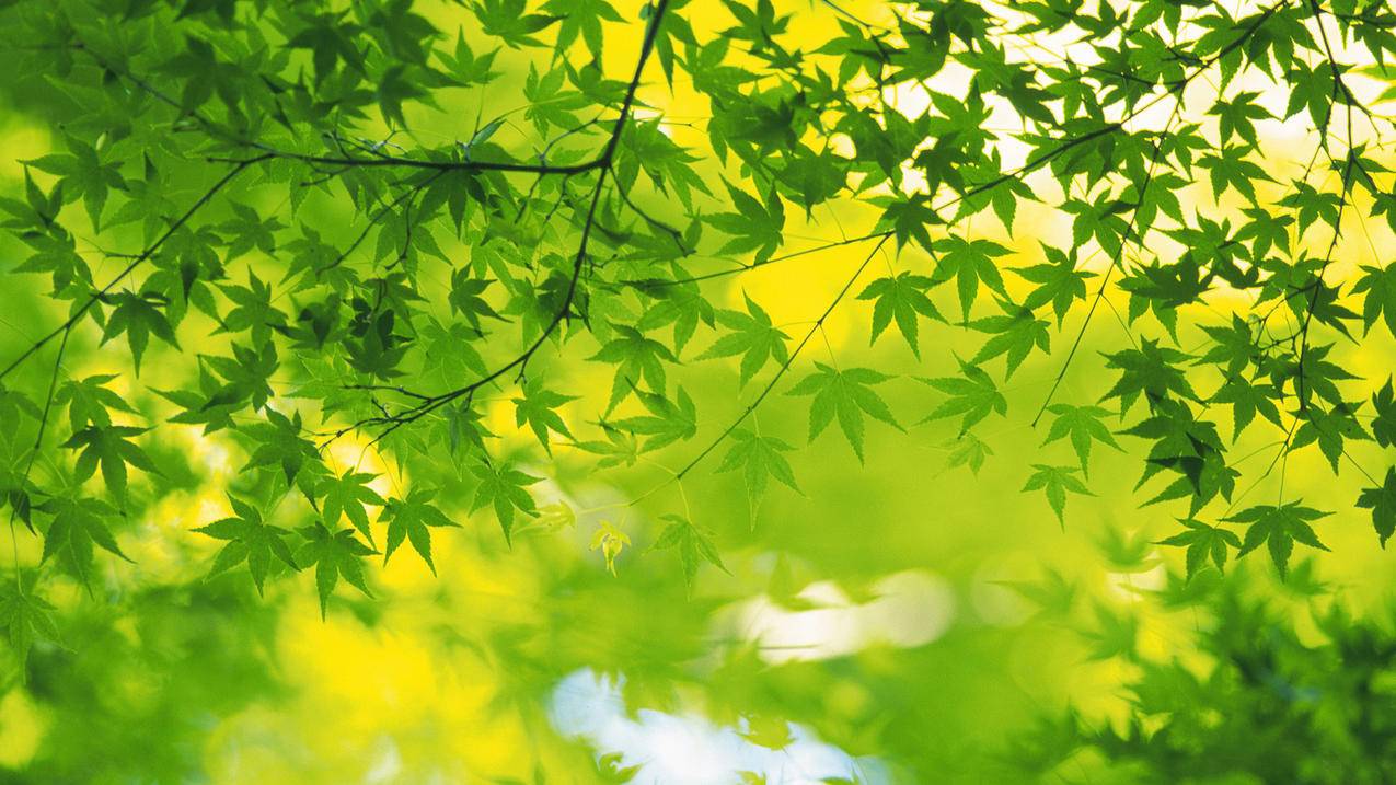 速刷刷快手软件下载 - 小红书粉丝点赞抖音刷赞业务最低价平台,手机小红书粉丝点赞刷赞辅助软件
