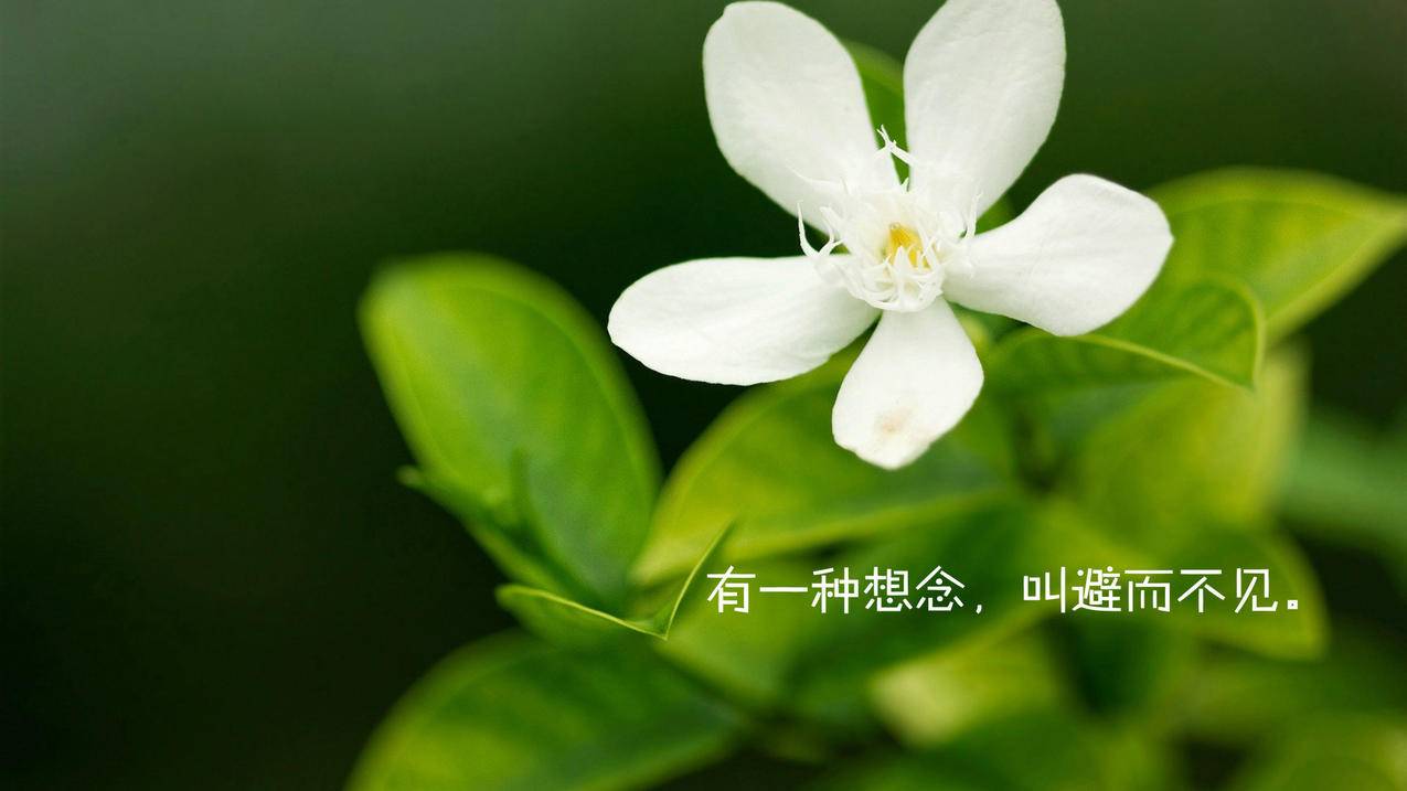 小峰卡盟货源站_刷快