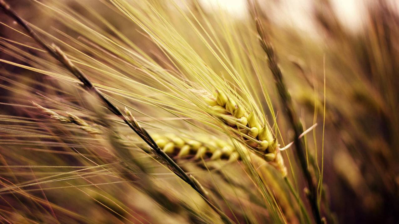 众人刷小红书粉丝点赞网站-快手业务秒刷网,网页版刷人气,刷快手双击免费平台热门