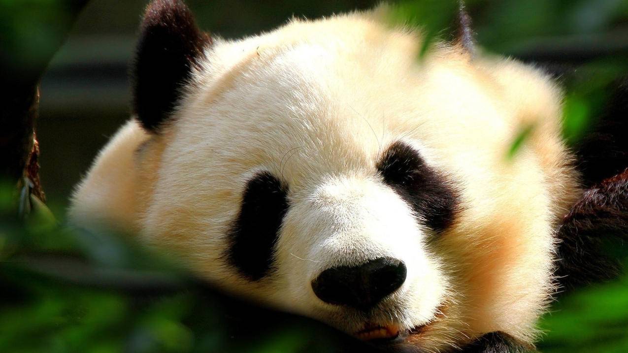 刷赞平台软件 - 我爱代刷网24小时自助下单平台,抖音双击代刷网,云沫代刷网全网最低价高质量快手