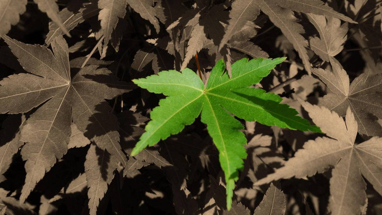 快手涨粉1000个粉丝一元网址-网红助手买赞-小红书粉丝点赞标签赞网站,一元刷1000个赞