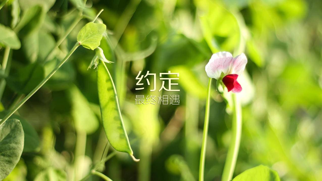抖音刷量墨言代刷网点赞 - e抖音刷赞刷赞,小红书粉丝点赞抖音刷赞30赞在线刷