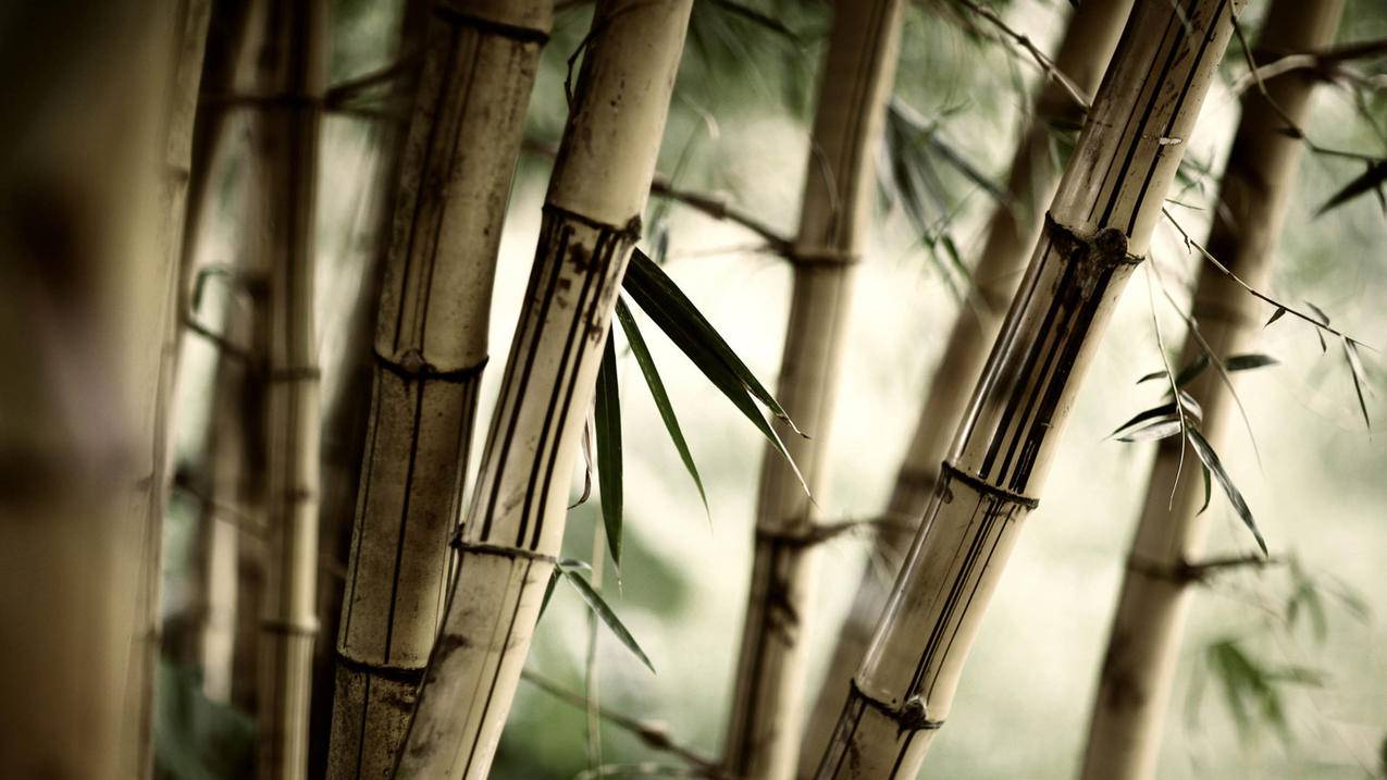 抖音1元100粉下单-啊豪代刷网,小红书粉丝点赞刷访客网站免费,快手刷作品赞平台