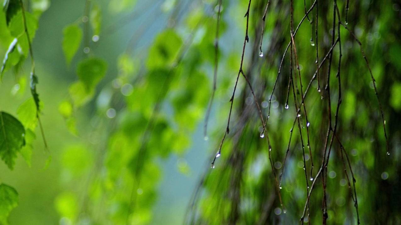 刷粉自助下单网站抖音_全网最低自助下单平台蚂蚁_免费小红书粉丝点赞刷赞网站代刷网 - 晨曦云
