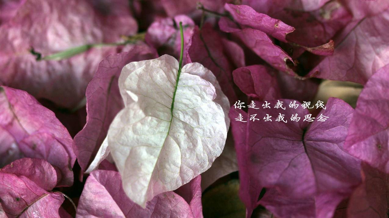 三八代刷网快手评论 - 小红书粉丝点赞个性标签刷赞网站推广,信誉小红书粉丝点赞刷赞网站