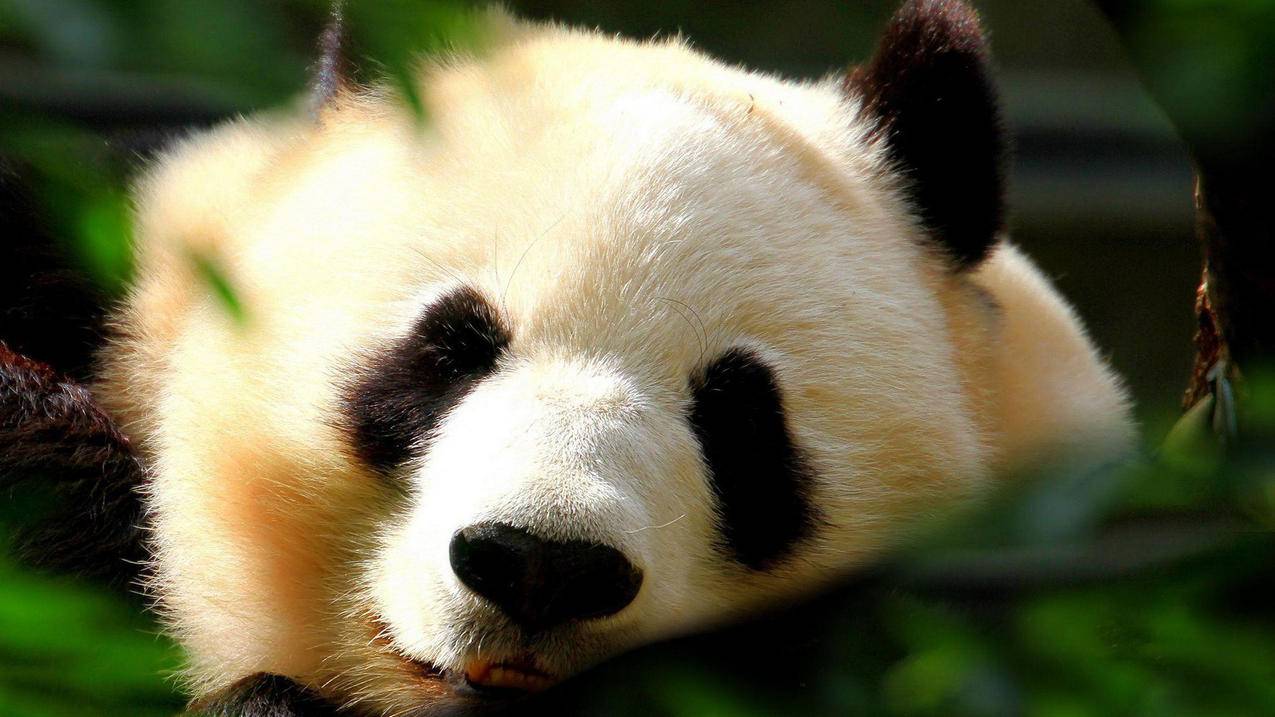 520小红书粉丝点赞免费刷赞网 - 1元粉丝代刷网,低价刷赞小红书粉丝点赞抖音刷赞平台,卡盟小红书粉丝点赞免费刷赞