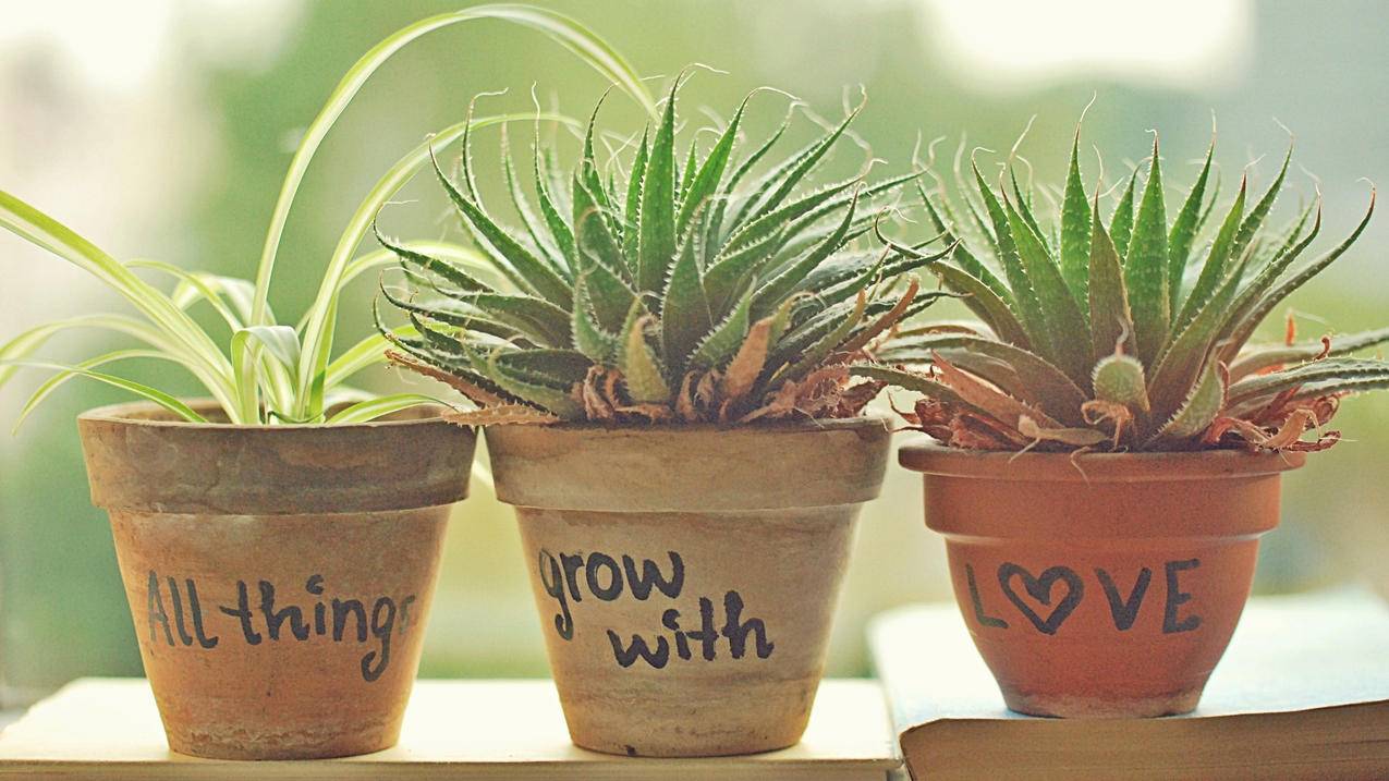 ks自助下单业务平台真人 - ks低价刷业务,快手粉丝一元100个墨言最低价,快手免费刷浏览率