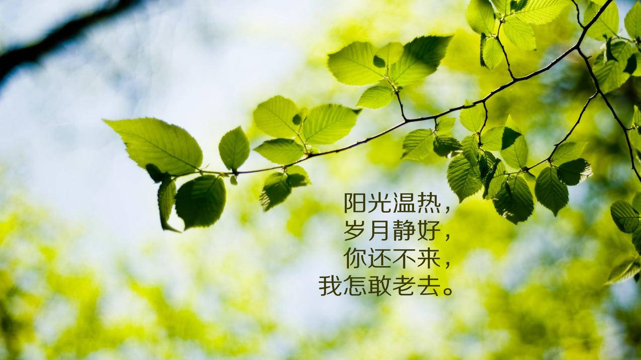 拼多多刷活动单助手 