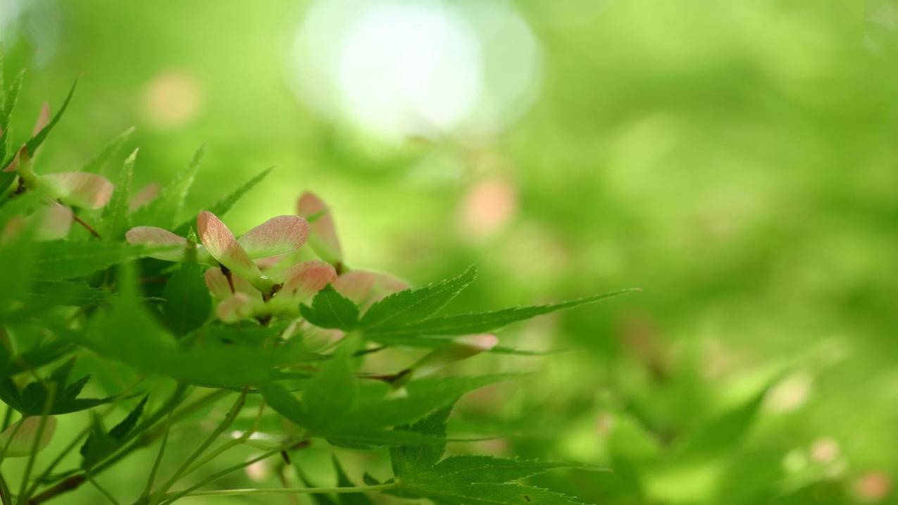 快手粉丝低价评论下单平台 - 全网最便宜快手赞平台-快手作品刷赞最便宜的软件