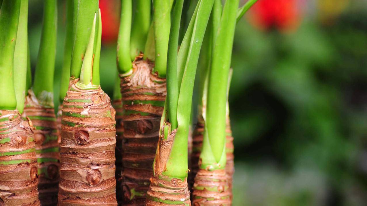 一元购100赞-彩虹代刷往,快手涨死粉平台,最便宜小红书粉丝点赞刷赞网址
