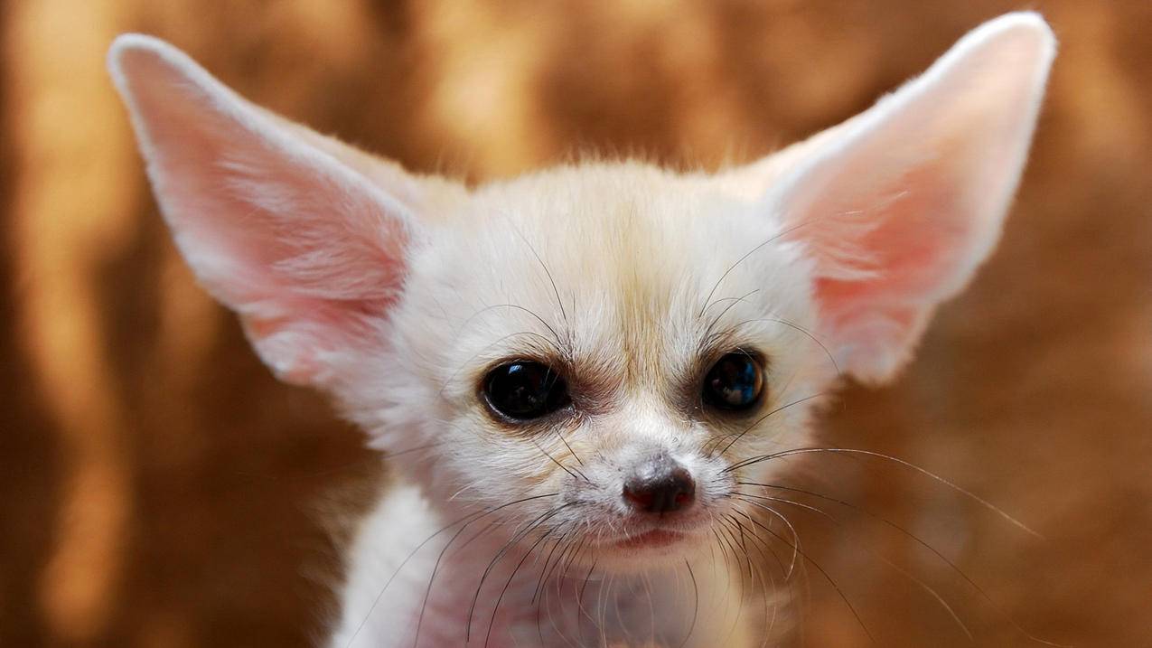 业务全能手-橘子代刷