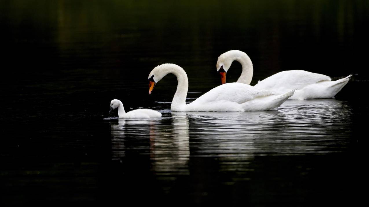 独家王者荣耀刷业务 - 一毛一万赞抖音,网上卖抖音10元100赞,快手刷业务网站低价