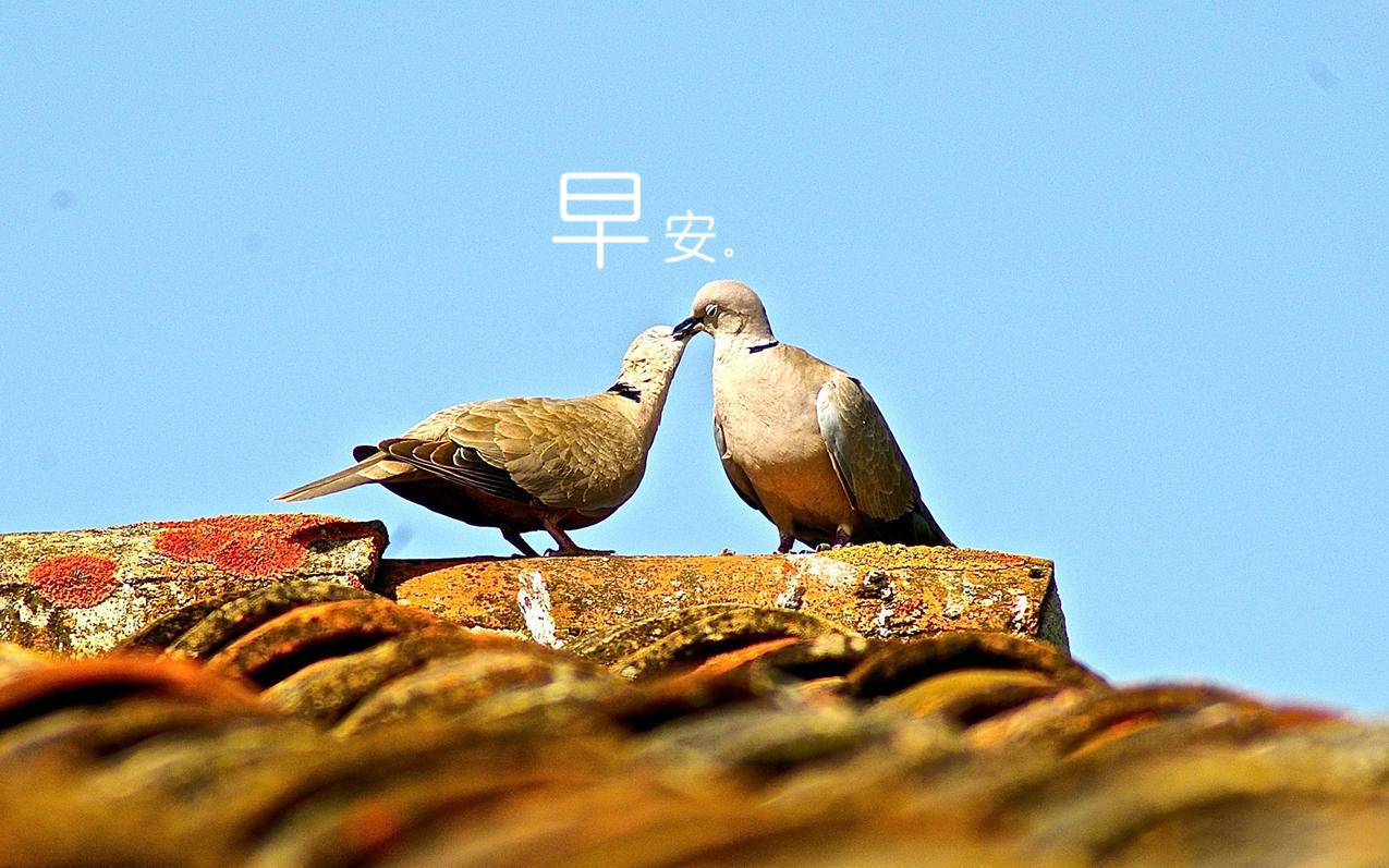 抖音免费刷赞网站免费_2元十万赞_快手粉丝点赞支持高刷 - 快手刷赞平台荷兰
