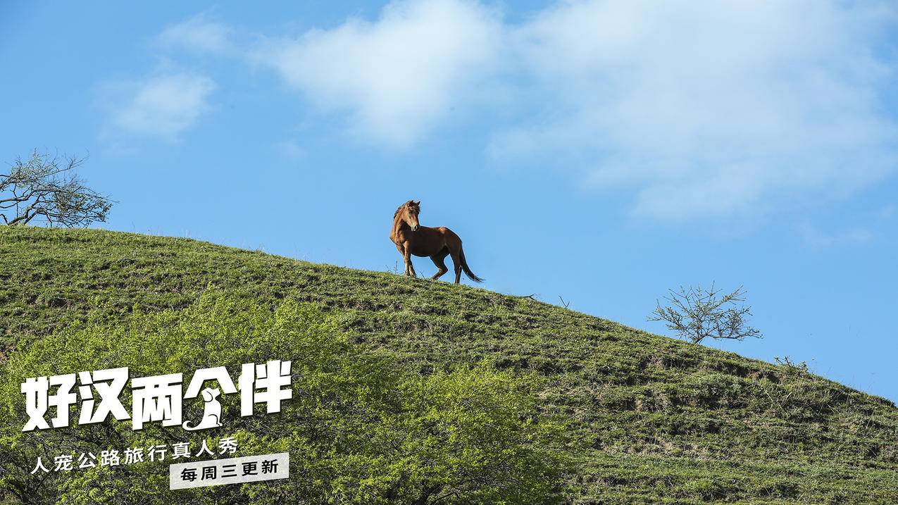 快手评论在线快刷 -