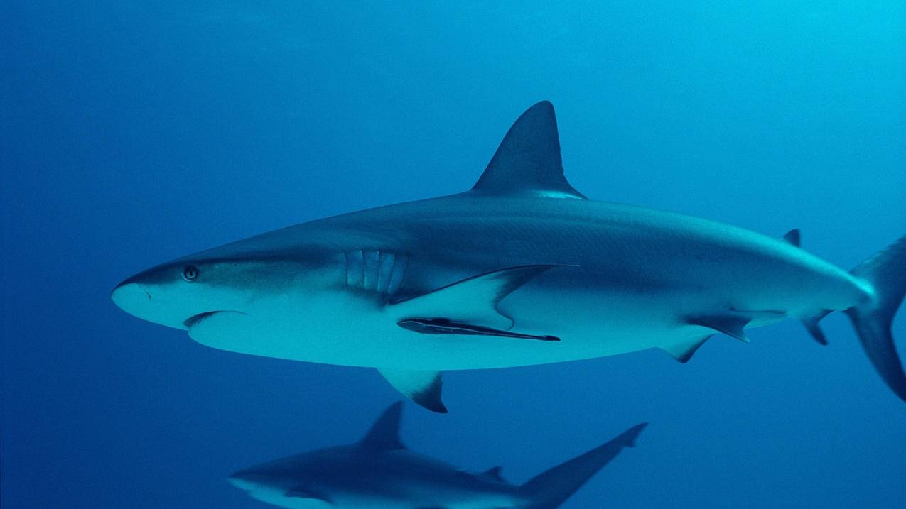 小七科技乐园_小红书粉丝点赞刷抖音刷赞说说赞10个_快手评论点赞置顶代刷Ks代刷网 - 赞刷网快手