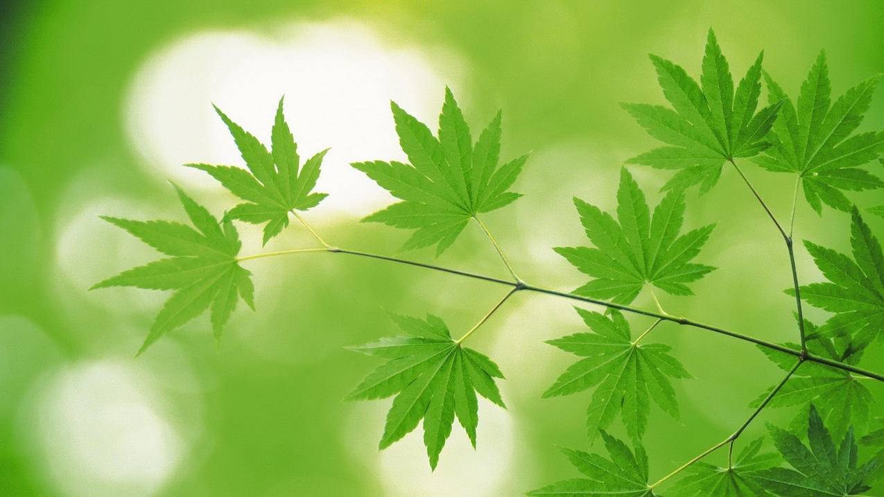 小红书粉丝点赞免费领说说赞平台-代刷网独家免费福利区,小红书粉丝点赞抖音刷赞刷赞真人平台,小红书粉丝点赞快乐刷赞,小红书粉丝点赞抖音刷赞赞10个自助下单平台
