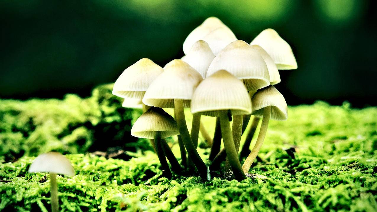 快手抖音刷赞自助平台 - 新浪微博刷点击量,刷赞小红书粉丝点赞赞网站10个,刷赞小红书粉丝点赞赞网站佳乐